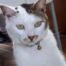 たんぽぽ's profile picture