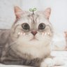 石定世 的头像