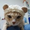 ねこのりっくん🐱🐾 的头像