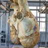 Фото профиля Bradycardiac