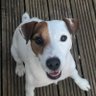 Zoe Price 🐝 🐶 🐔's profile picture
