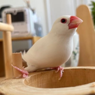 白文鳥のコッコ's profile picture