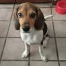 KatieTheBeagle 的头像