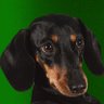 Dachshund Lover Zone profil fotoğrafı
