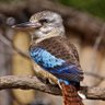 Profilbild von kookaburra