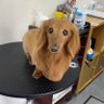 浅野 環 profil fotoğrafı
