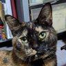 サビねこくう profil fotoğrafı