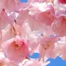 Profilbild von 春恋🌸🌸