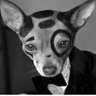 T-Bone the Chihuahua💧's profile picture