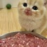 meatsimulation 的头像