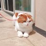 とにさん's profile picture
