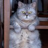 Alison 🇺🇦🇪🇺🇨🇦🇬🇱 profil fotoğrafı
