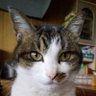 せいにゃん 的头像