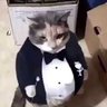 Фото профиля Tuxedo Triumph