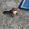 カッちゃん profil fotoğrafı