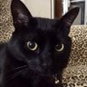 Фото профиля Ichigo-chan 🐈⬛