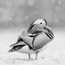 Cute Q翁 profil fotoğrafı
