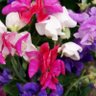 Фото профиля Sweet Pea 💜🤍💚
