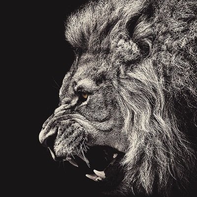 Adam Apicella's profile picture