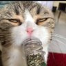 Qおじさん profil fotoğrafı
