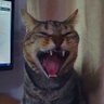 Lisiane Morais's profile picture