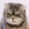 Lam_ChorLeung's profile picture