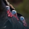 yobird profil fotoğrafı