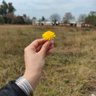 Mysterious Girl 🌻 profil fotoğrafı