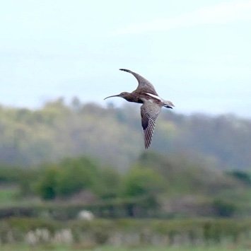 Curlew Recovery South Lakes's profile picture