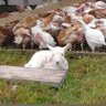 Фото профиля FarmHackHodl