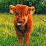 Angi Hentze's profile picture