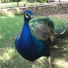 Profilbild von Peacock Perspective