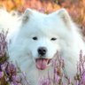 Фото профиля Ple for sMile2 💚🕊️