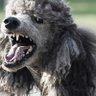 Vicious Poodle's profile picture
