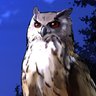 Profilbild von Owl