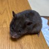 くめゆるの母's profile picture