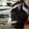 ねこねこ profil fotoğrafı