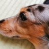 czdayo🐶🍚🐕 profil fotoğrafı