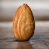 almondlord 的头像