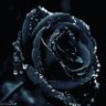 凛🥀's profile picture