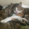 Profilbild von 迷子猫 みー