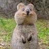 きなこもち33 的头像