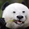 黄镜(互fo互赞) 的头像