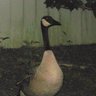 gulfgoose profil fotoğrafı