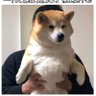 沙欣's profile picture