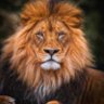 Claude R Craan's profile picture