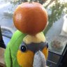 🐤🐤🐤女将さん 的头像