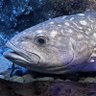 Фото профиля アブラボウズ