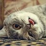 wlad_nar's profile picture