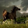 Фото профиля أبـو الـخيـال